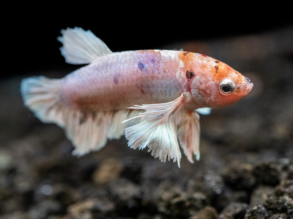 Assorted Multicolor Dumbo Plakat Betta (Betta splendens) - Tank-Bred!