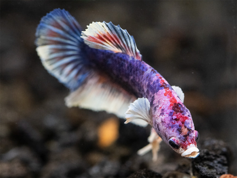 Assorted Multicolor Dumbo Plakat Betta (Betta splendens) - Tank-Bred!