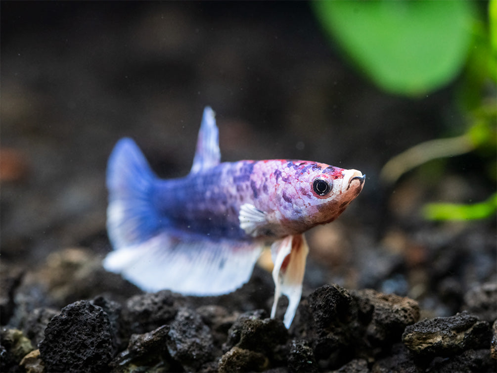 Assorted Multicolor Dumbo Plakat Betta (Betta splendens) - Tank-Bred!