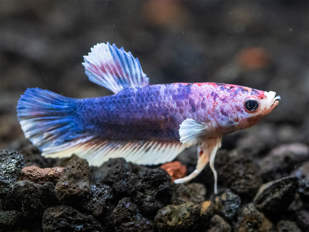 Assorted Multicolor Dumbo Plakat Betta (Betta splendens) - Tank-Bred!