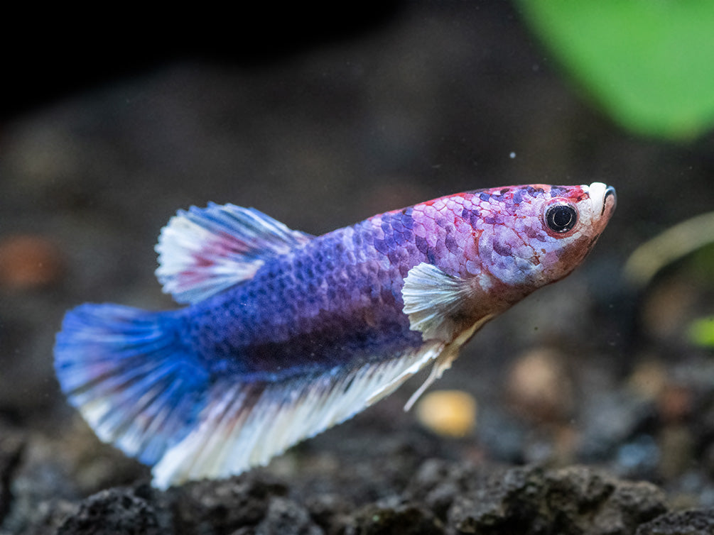 Assorted Multicolor Dumbo Plakat Betta (Betta splendens) - Tank-Bred!