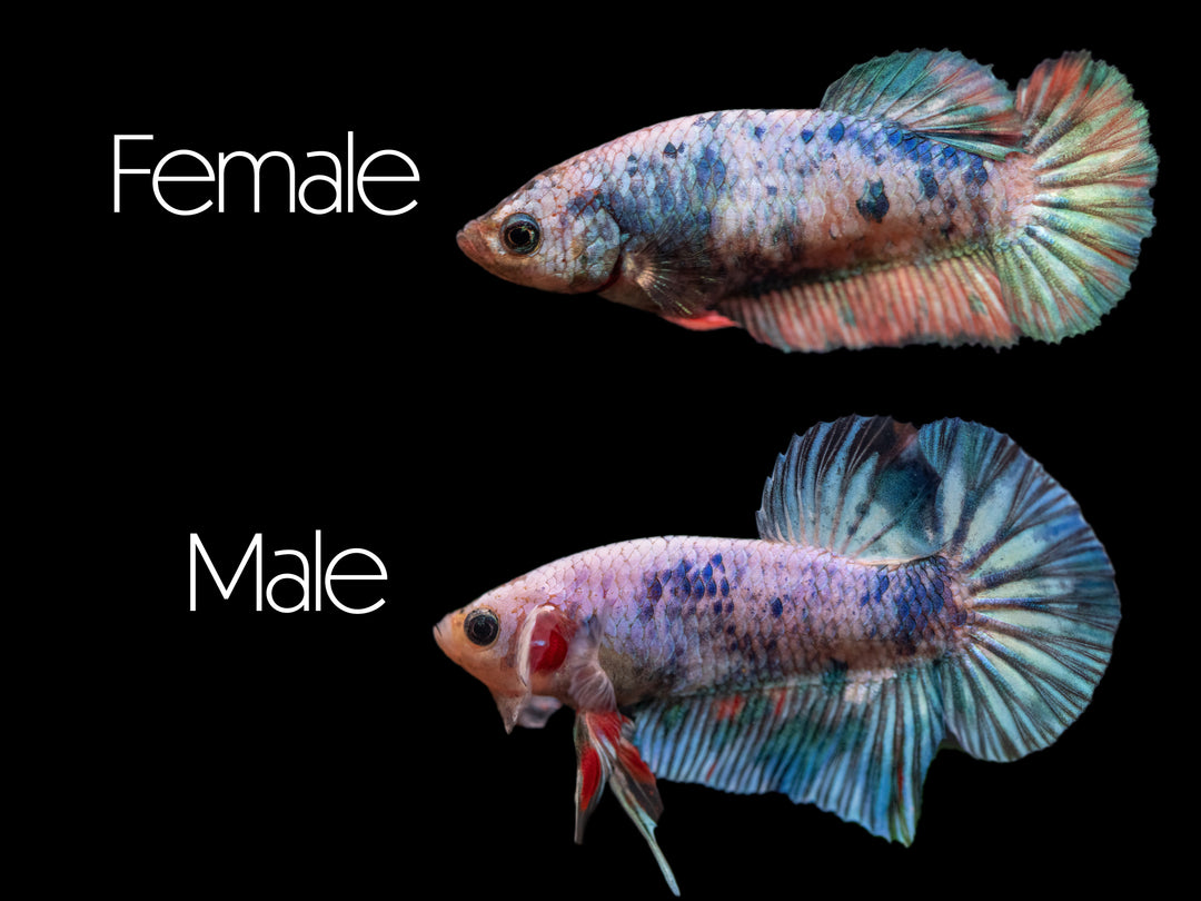 Assorted Giant Multicolor Plakat Betta (Betta splendens) - Tank-Bred!