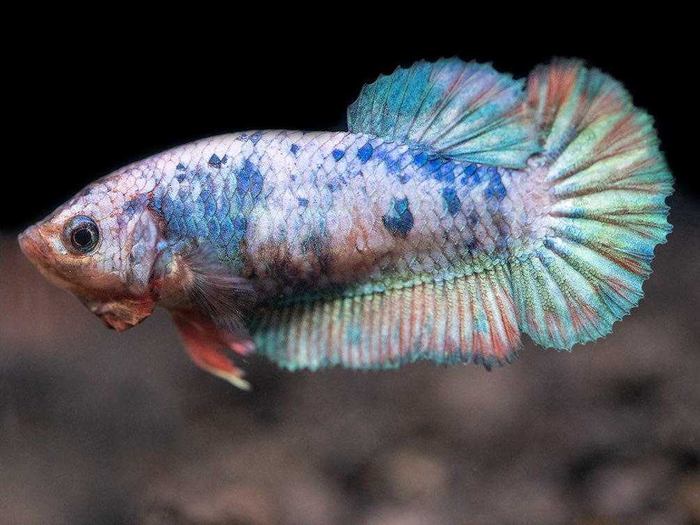 Assorted Giant Multicolor Plakat Betta (Betta splendens) - Tank-Bred!