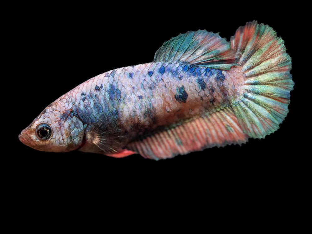 Assorted Giant Multicolor Plakat Betta (Betta splendens) - Tank-Bred!
