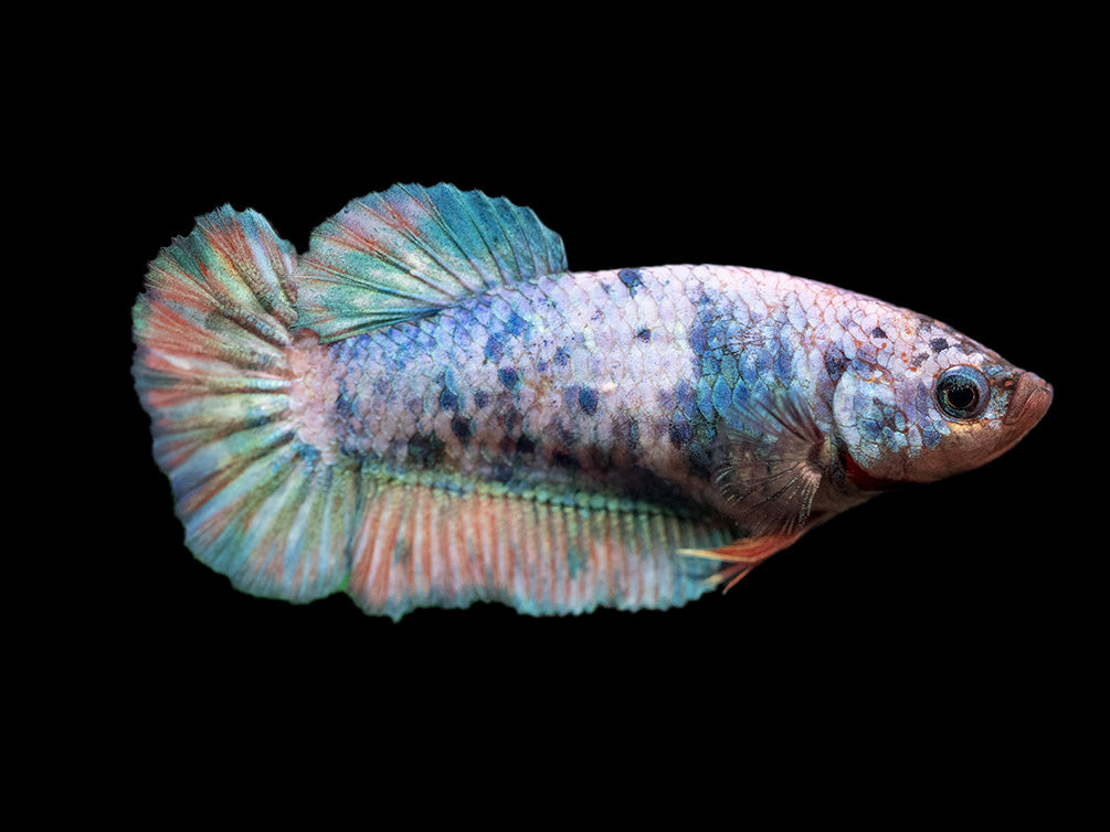 Assorted Giant Multicolor Plakat Betta (Betta splendens) - Tank-Bred!