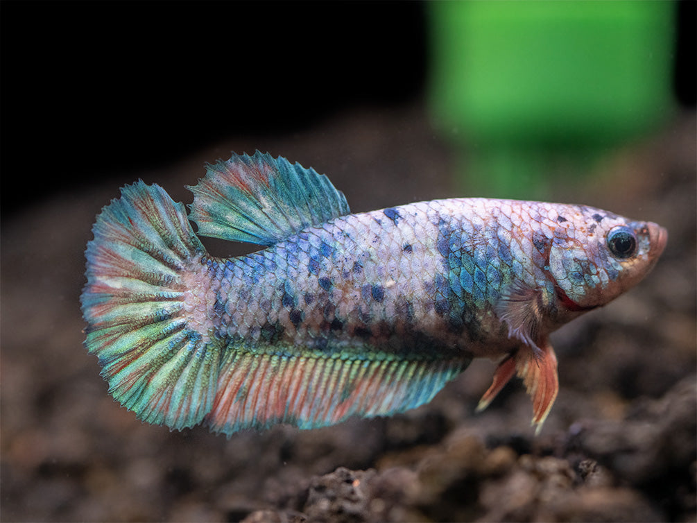 Assorted Giant Multicolor Plakat Betta (Betta splendens) - Tank-Bred!