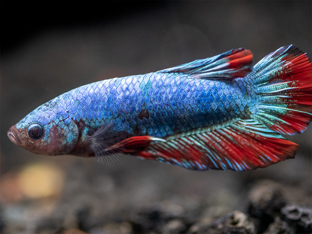 Assorted Giant Multicolor Plakat Betta (Betta splendens) - Tank-Bred!