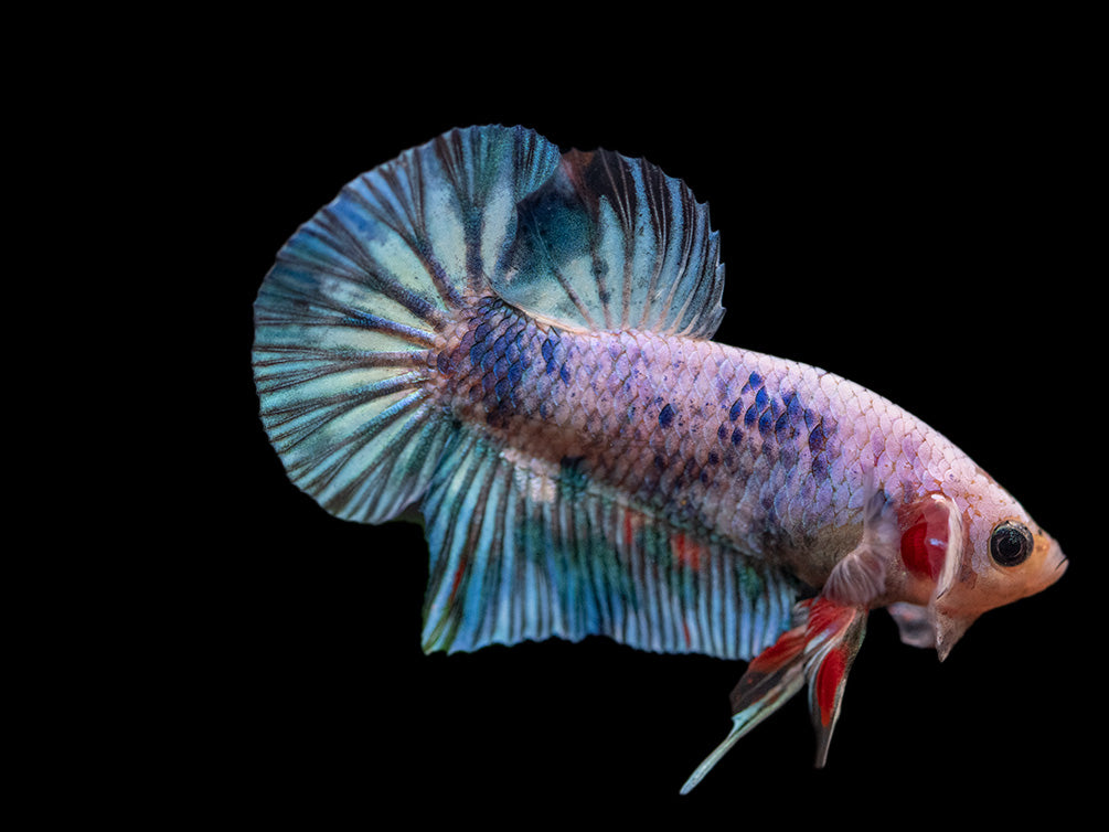 Assorted Giant Multicolor Plakat Betta (Betta splendens) - Tank-Bred!