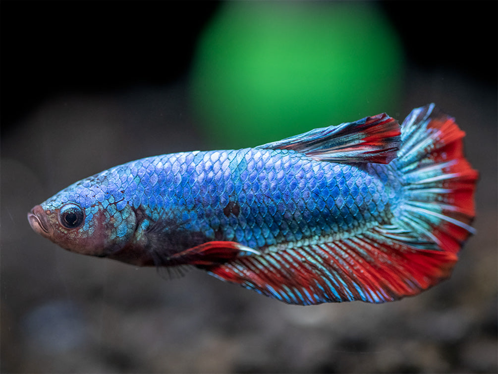 Assorted Giant Multicolor Plakat Betta (Betta splendens) - Tank-Bred!