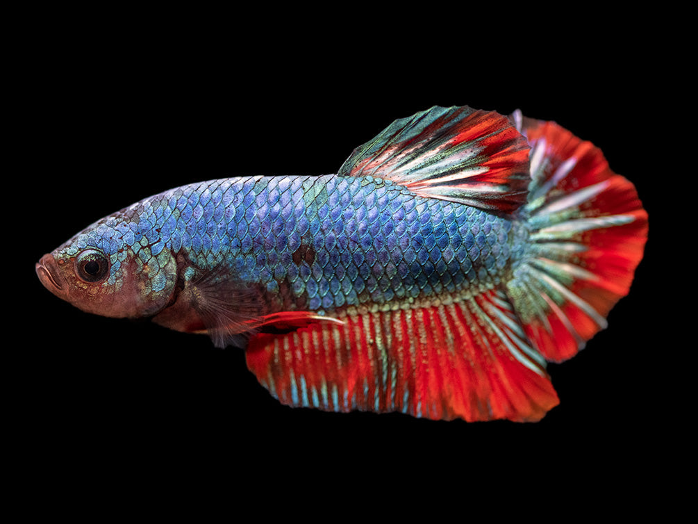 Assorted Giant Multicolor Plakat Betta (Betta splendens) - Tank-Bred!