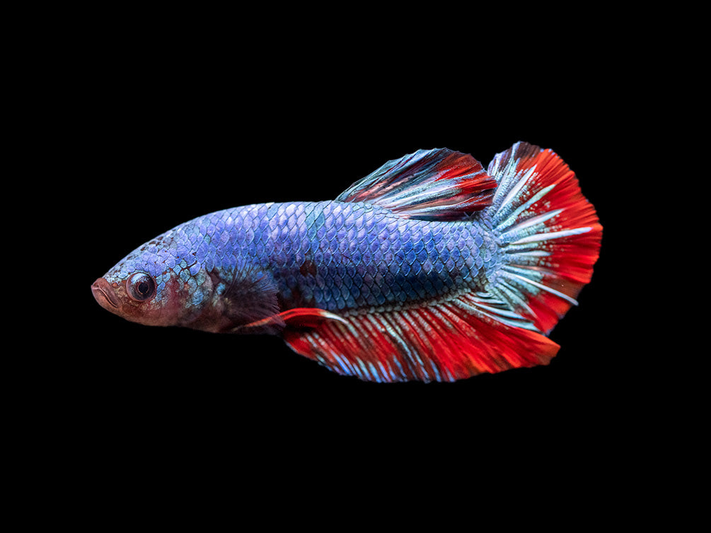 Assorted Giant Multicolor Plakat Betta (Betta splendens) - Tank-Bred!