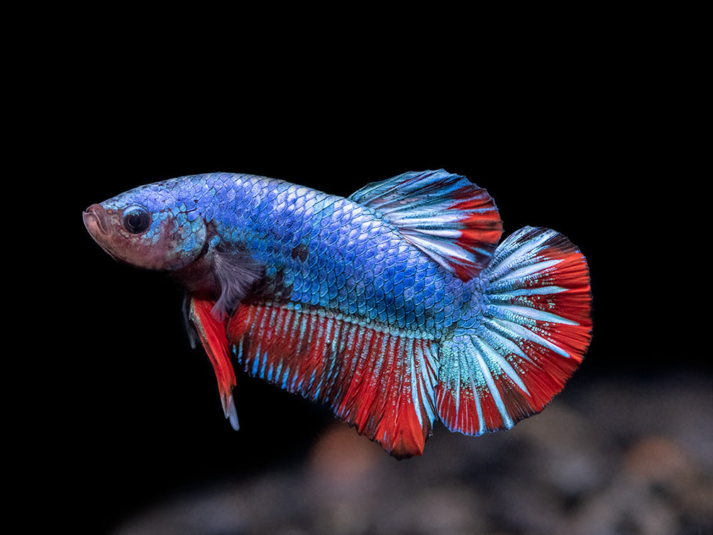Assorted Giant Multicolor Plakat Betta (Betta splendens) - Tank-Bred!