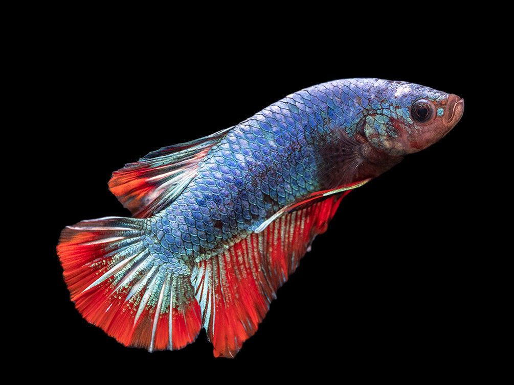 Assorted Giant Multicolor Plakat Betta (Betta splendens) - Tank-Bred!
