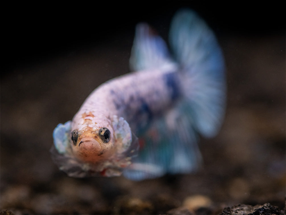 Assorted Giant Multicolor Plakat Betta (Betta splendens) - Tank-Bred!