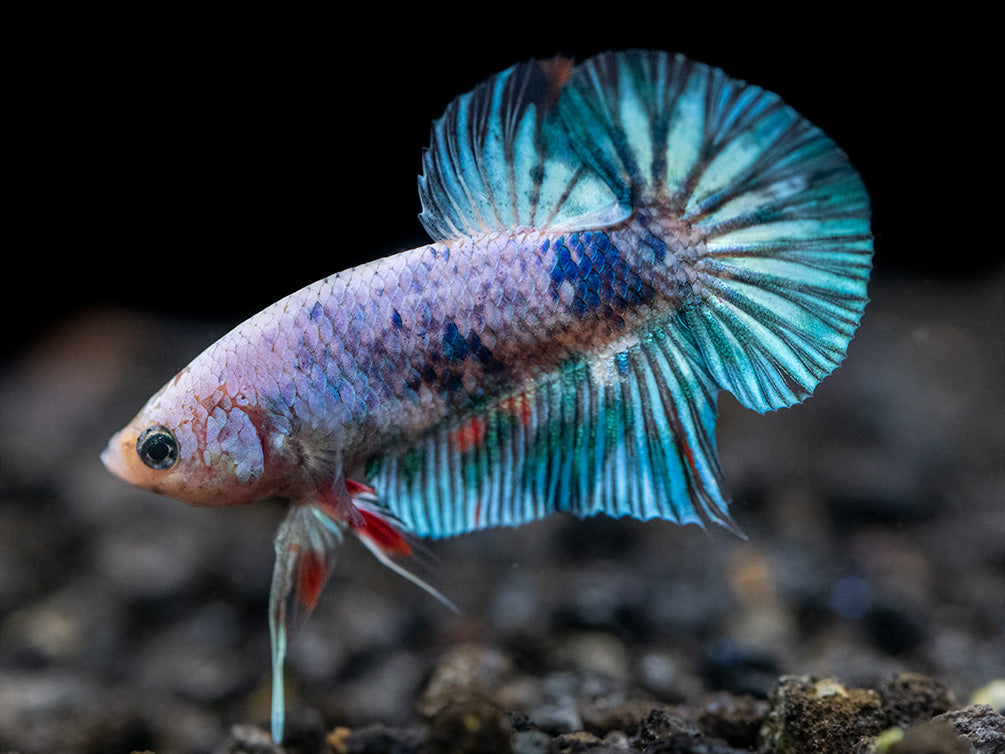 Assorted Giant Multicolor Plakat Betta (Betta splendens) - Tank-Bred!