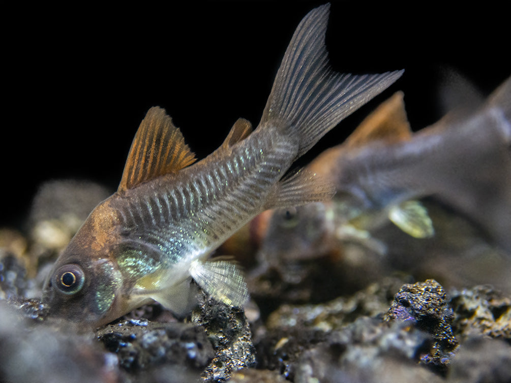 Corydoras Catfish – Aquatic Arts