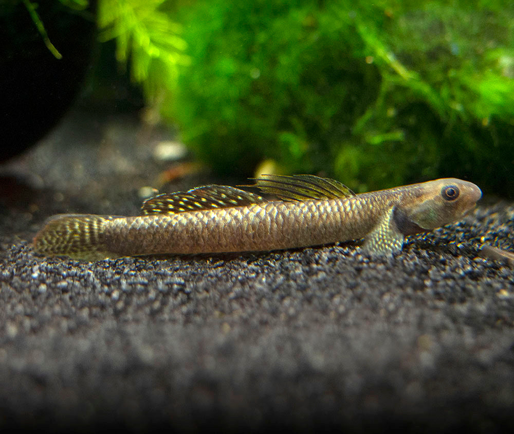 Rainbow Stiphodon Goby (Stiphodon ornatus)