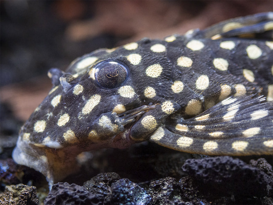 L471 White Spotted Dwarf Hypancistrus Pleco - Aquatic Arts
