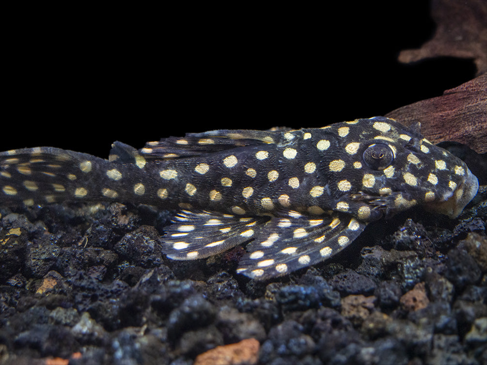 L471 White Spotted Dwarf Hypancistrus Pleco - Aquatic Arts