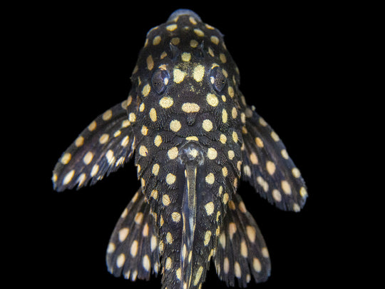 L471 White Spotted Dwarf Hypancistrus Pleco - Aquatic Arts