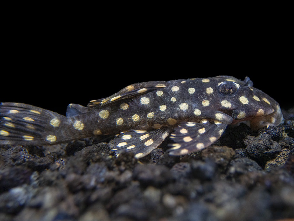 L471 White Spotted Dwarf Hypancistrus AKA Mini Snowball Pleco (Hypancistrus sp.)