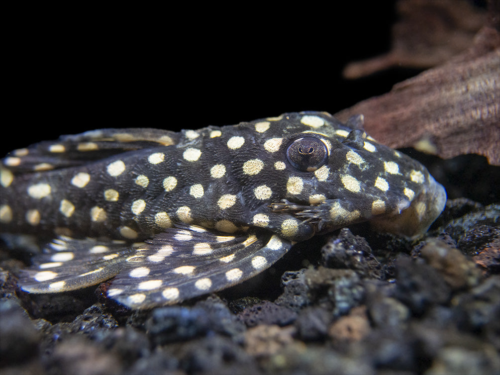 L471 White Spotted Dwarf Hypancistrus AKA Mini Snowball Pleco (Hypancistrus sp.)