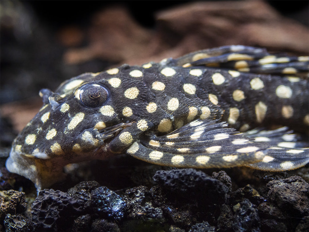 L471 White Spotted Dwarf Hypancistrus AKA Mini Snowball Pleco (Hypancistrus sp.)