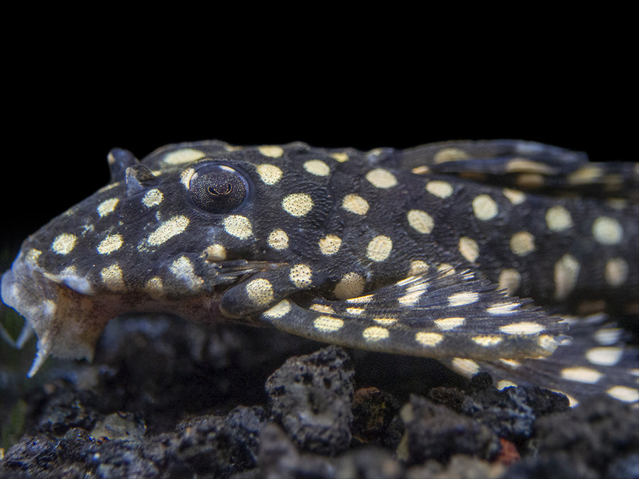 L471 White Spotted Dwarf Hypancistrus Pleco - Aquatic Arts