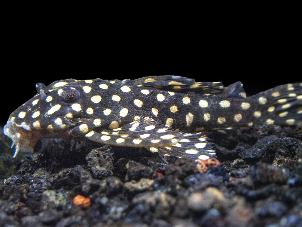 L471 White Spotted Dwarf Hypancistrus AKA Mini Snowball Pleco (Hypancistrus sp.)