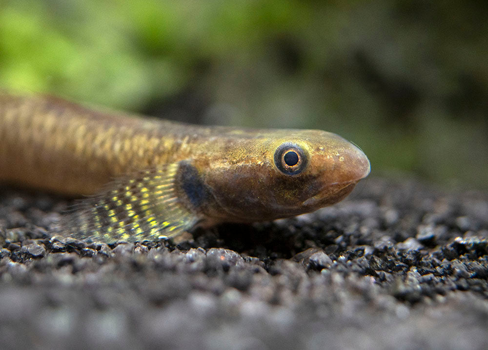 Rainbow Stiphodon Goby (Stiphodon ornatus)