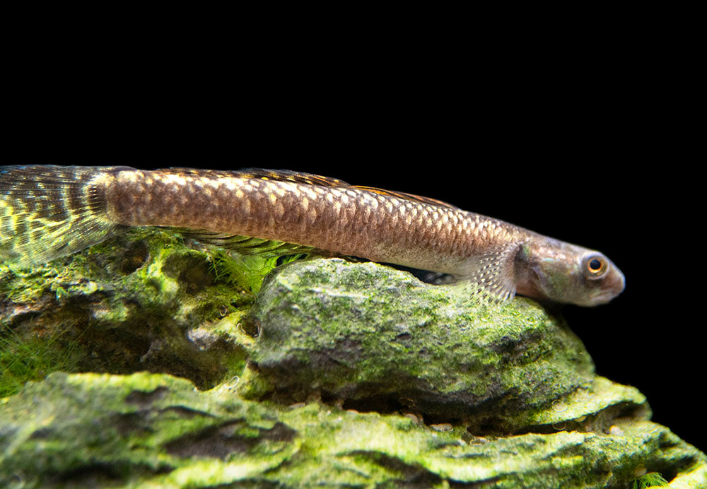 Rainbow Stiphodon Goby (Stiphodon ornatus)