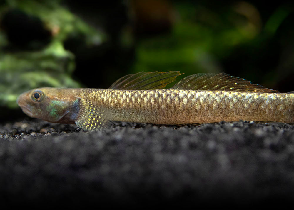 Rainbow Stiphodon Goby (Stiphodon ornatus)