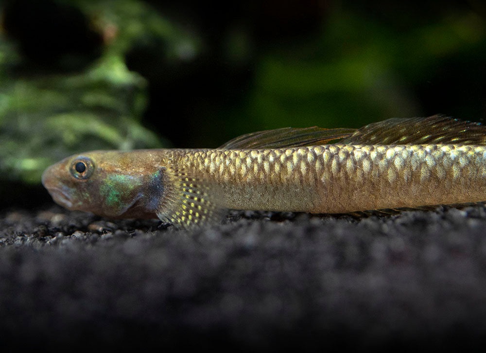 Rainbow Stiphodon Goby (Stiphodon ornatus)