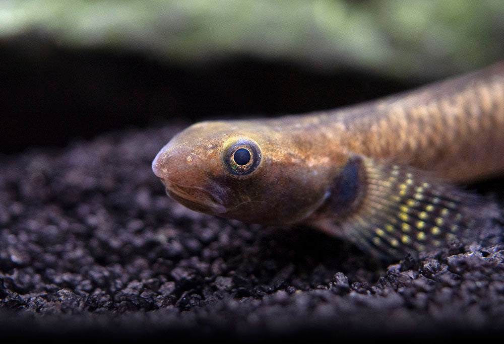 Rainbow Stiphodon Goby (Stiphodon ornatus)