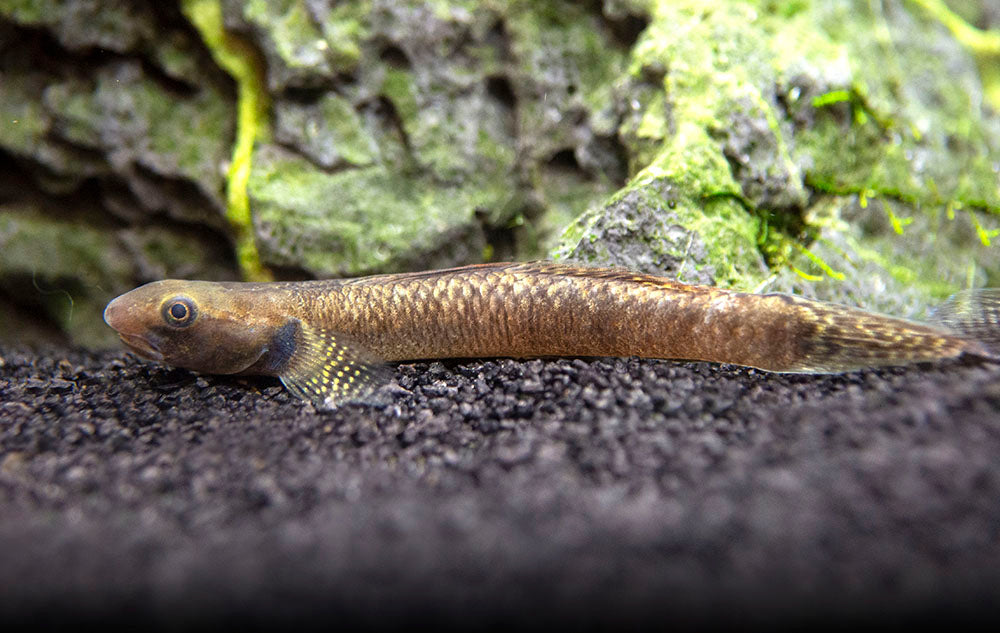 Types Of Freshwater Goby