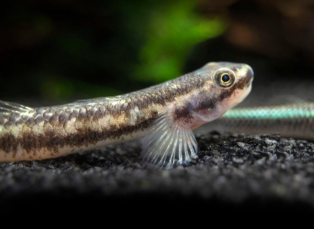 Rainbow Stiphodon Goby (Stiphodon ornatus)