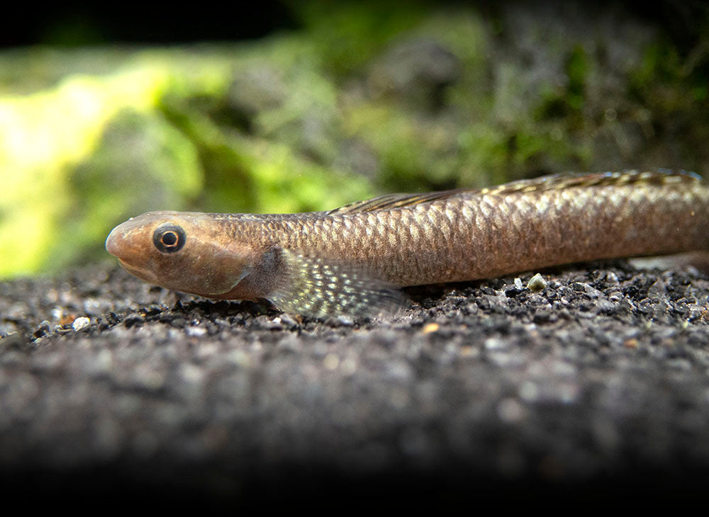 Rainbow Stiphodon Goby (Stiphodon ornatus)