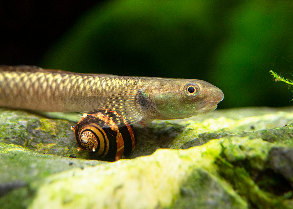 Rainbow Stiphodon Goby (Stiphodon ornatus)