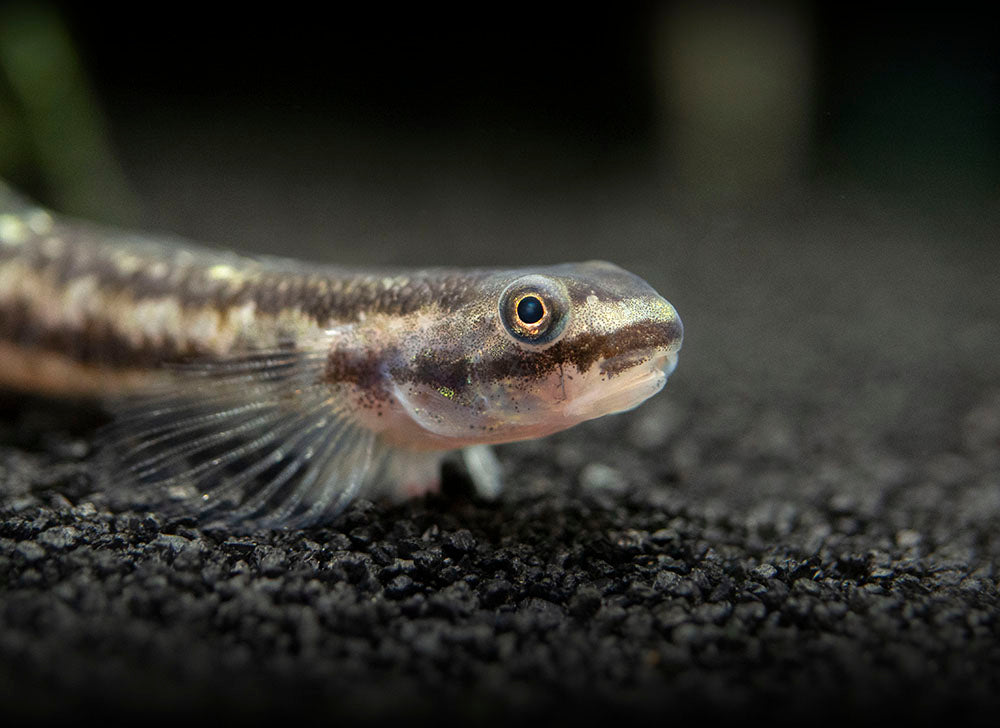 Rainbow Stiphodon Goby (Stiphodon ornatus)