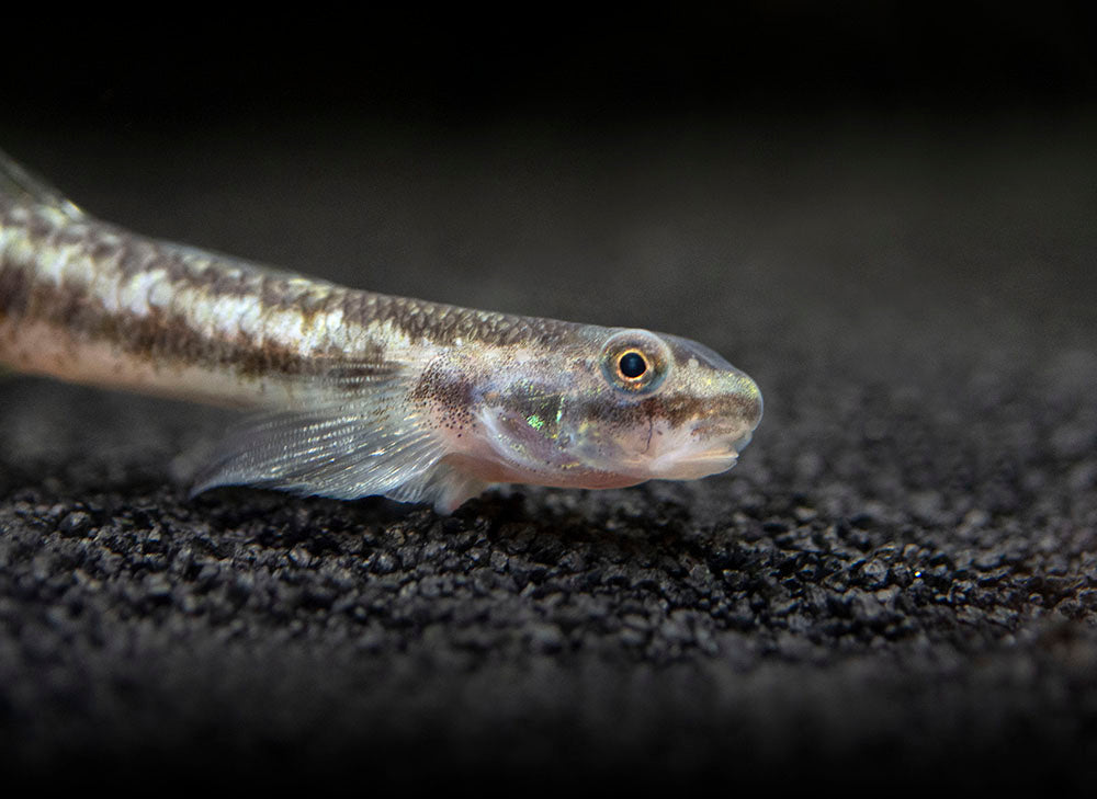 Rainbow Stiphodon Goby (Stiphodon ornatus)