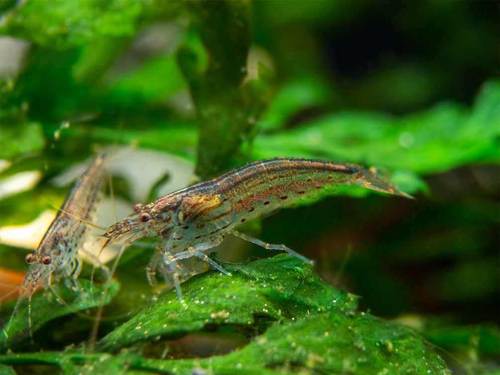 Amano AKA Yamato Shrimp (Caridina multidentata), CAPTIVE-BRED!