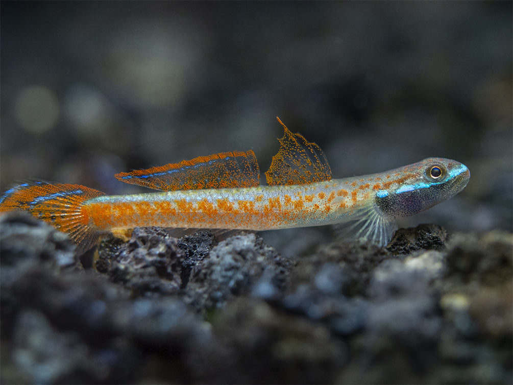 Annie's Dwarf Goby (Stiphodon annieae)