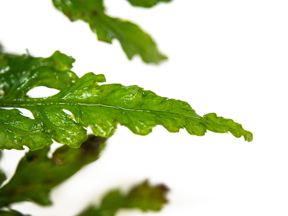 African Water Fern (Bolbitis heudelotii) Bare Root