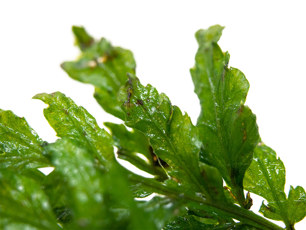 African Water Fern (Bolbitis heudelotii) Bare Root