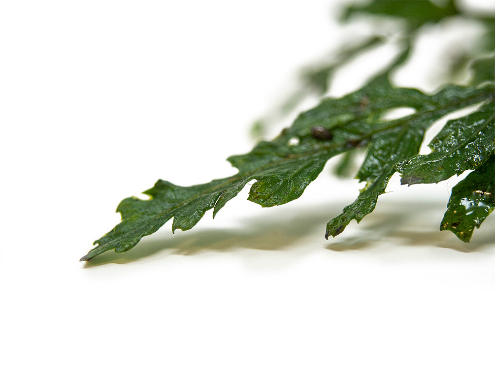 African Water Fern (Bolbitis heudelotii) Bare Root