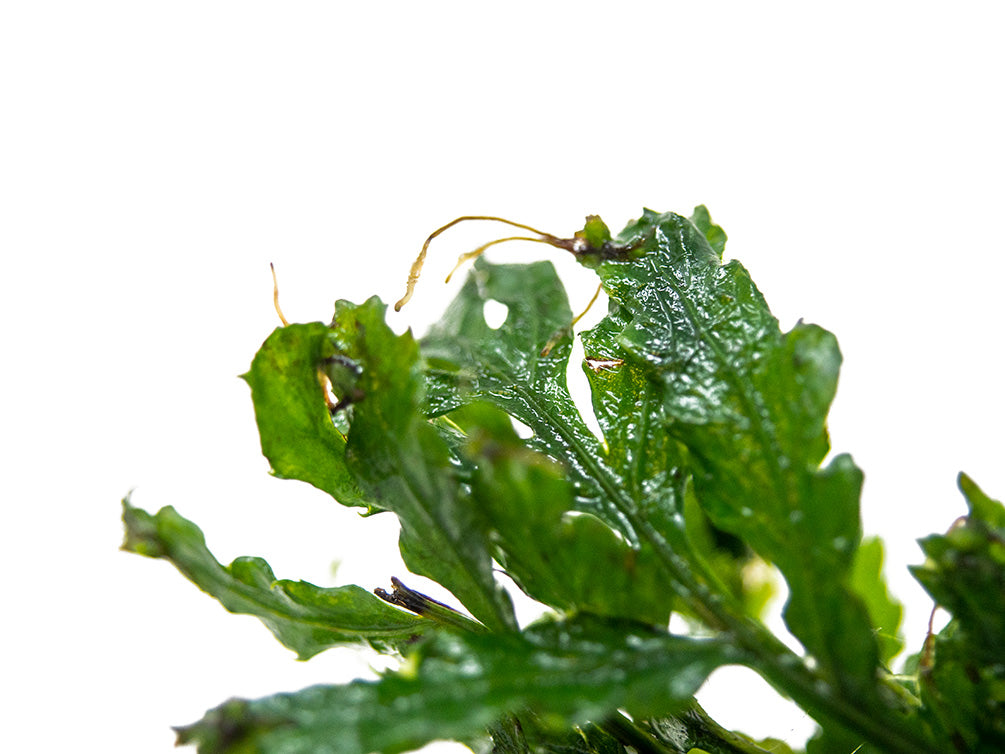 African Water Fern (Bolbitis heudelotii) Bare Root