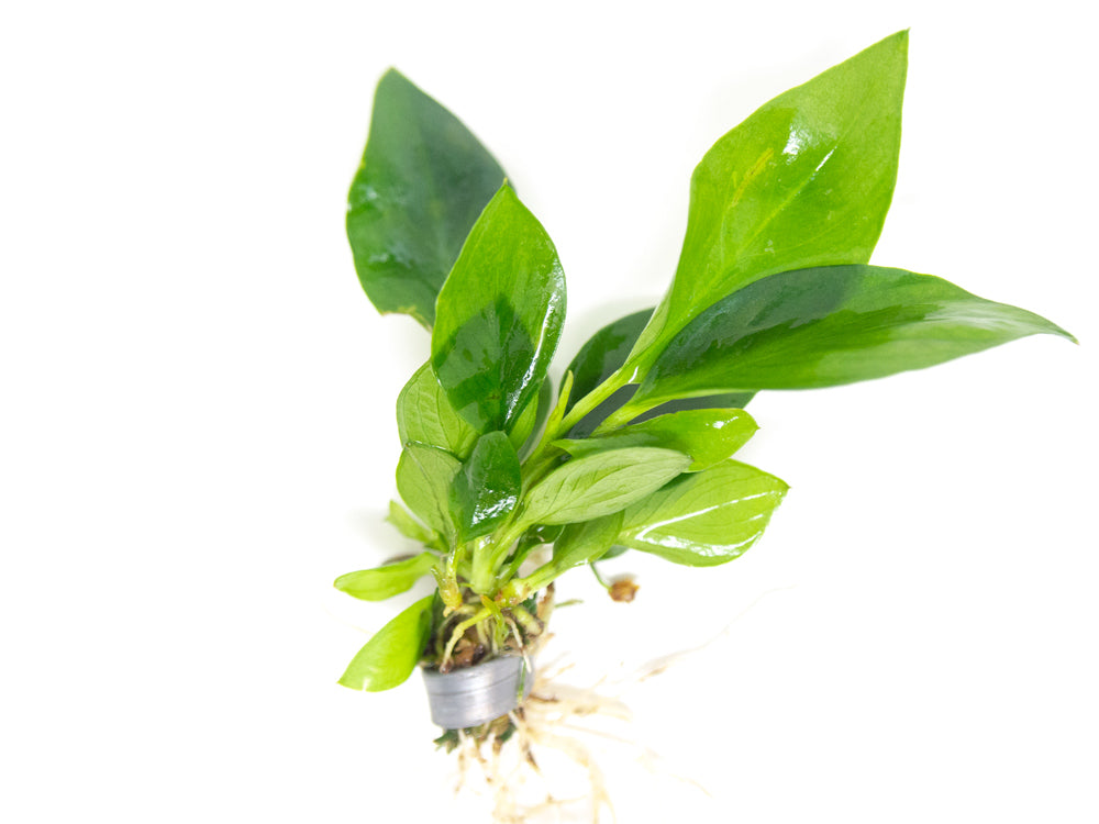 Anubias Nangi (Anubias barteri "Nana" x Anubias gilletii)