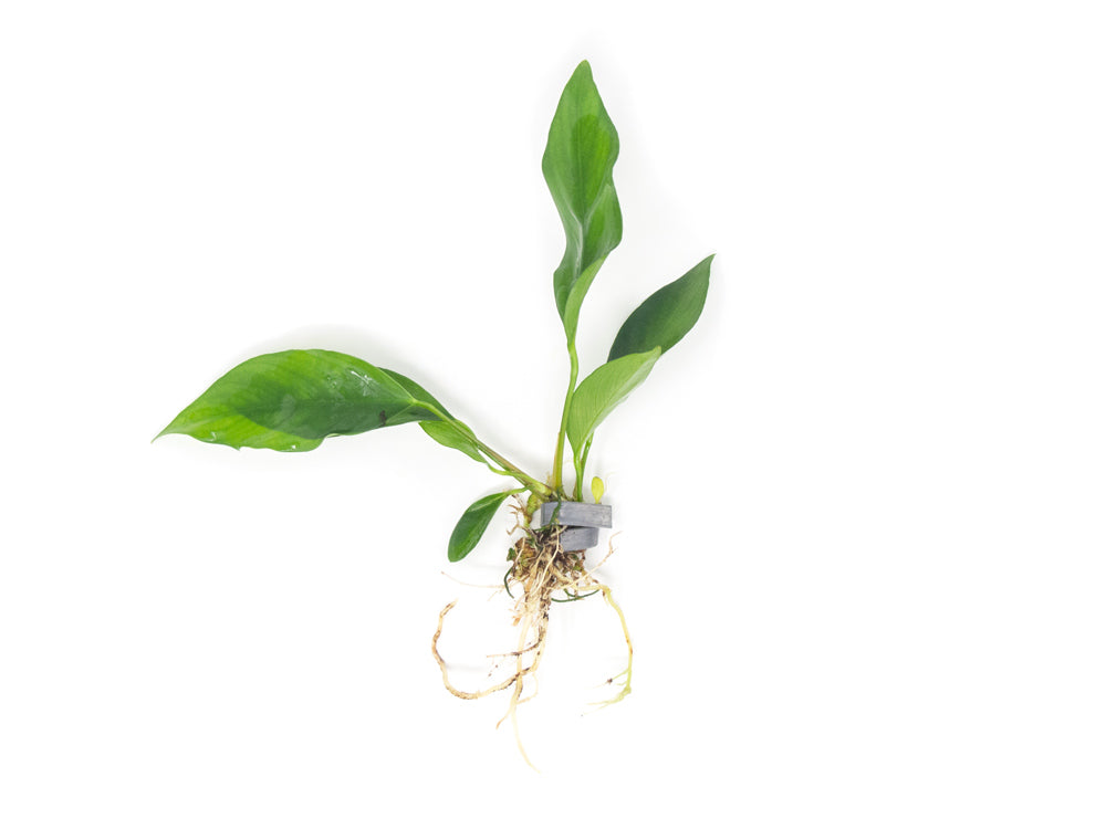 Anubias Nangi (Anubias barteri "Nana" x Anubias gilletii)