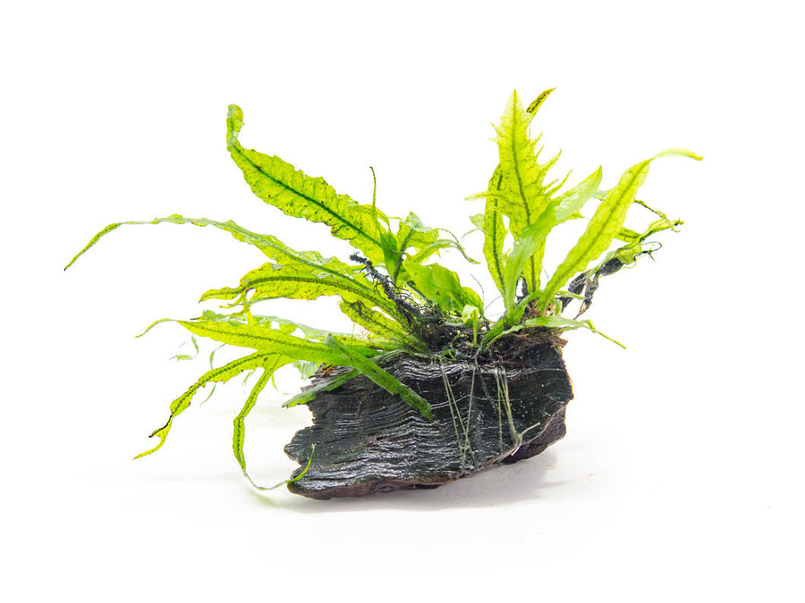 Narrow Leaf Java Fern on 3+ inch Driftwood - Aquatic Arts