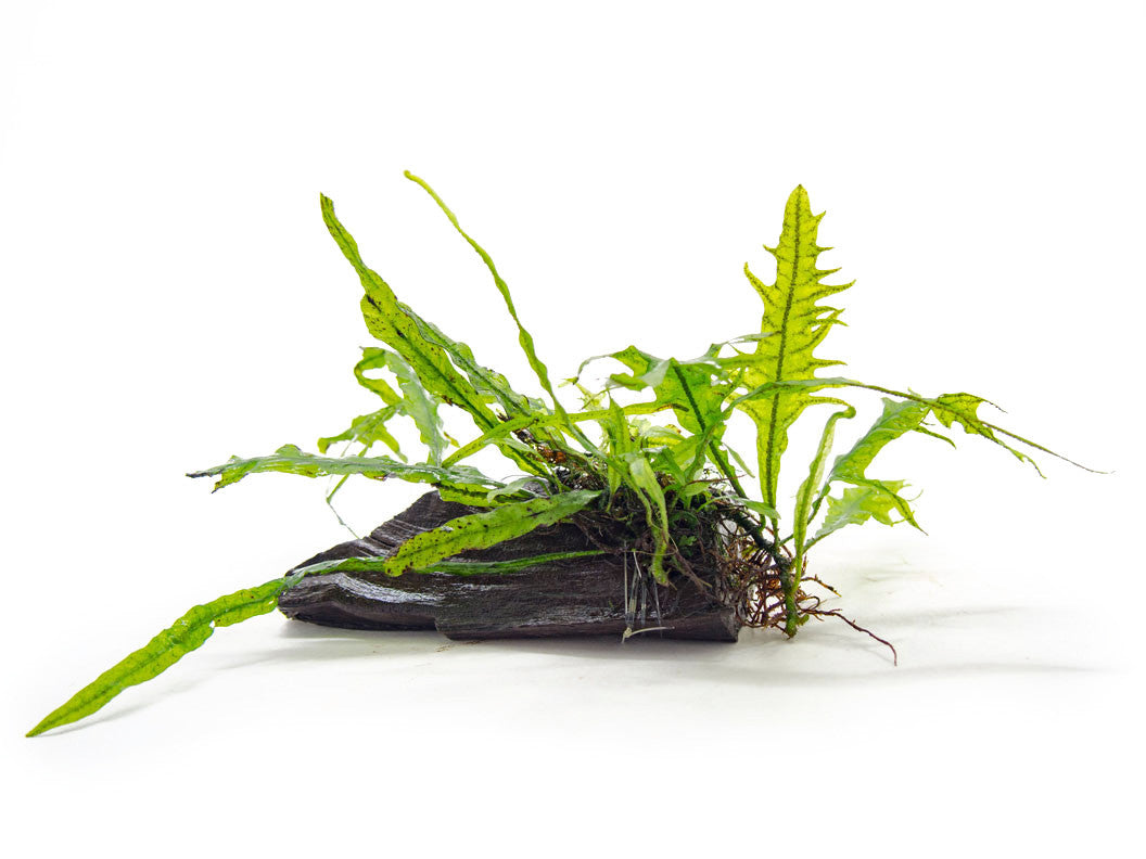 Narrow Leaf Java Fern (Microsorum pteropus) on 3+ inch Driftwood